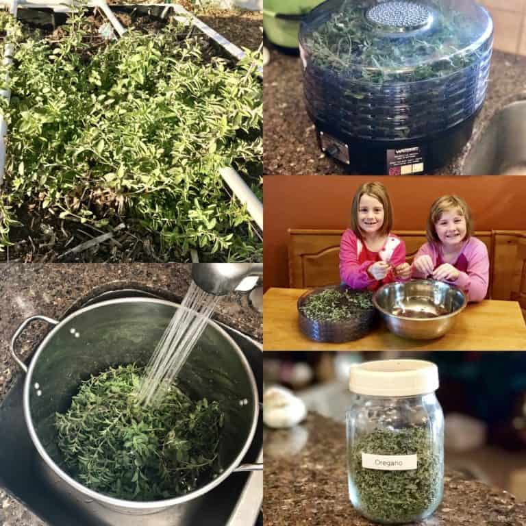 Preserving Oregano Using our Dehydrator From Seed to Spoon Vegetable
