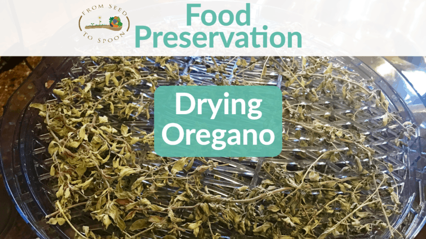 drying oregano