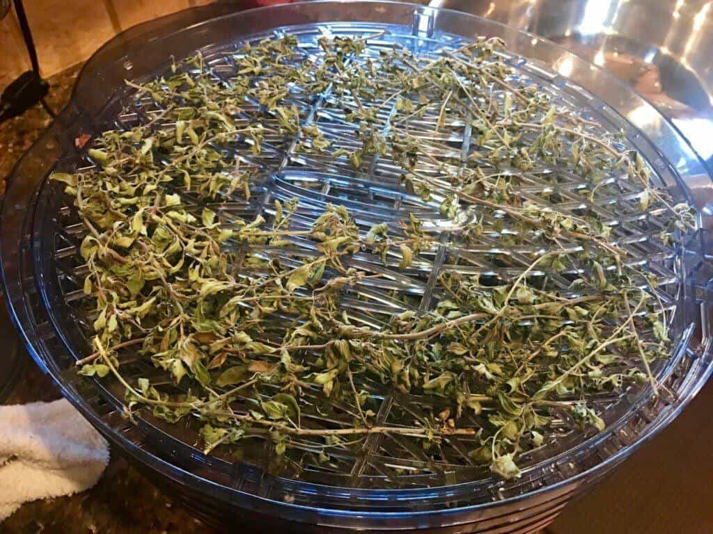 oregano