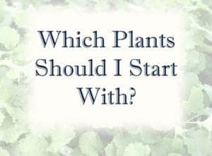 header which plants