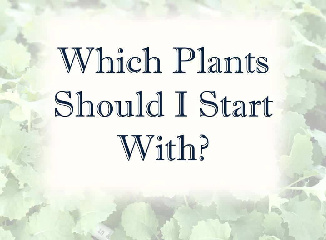 header which plants
