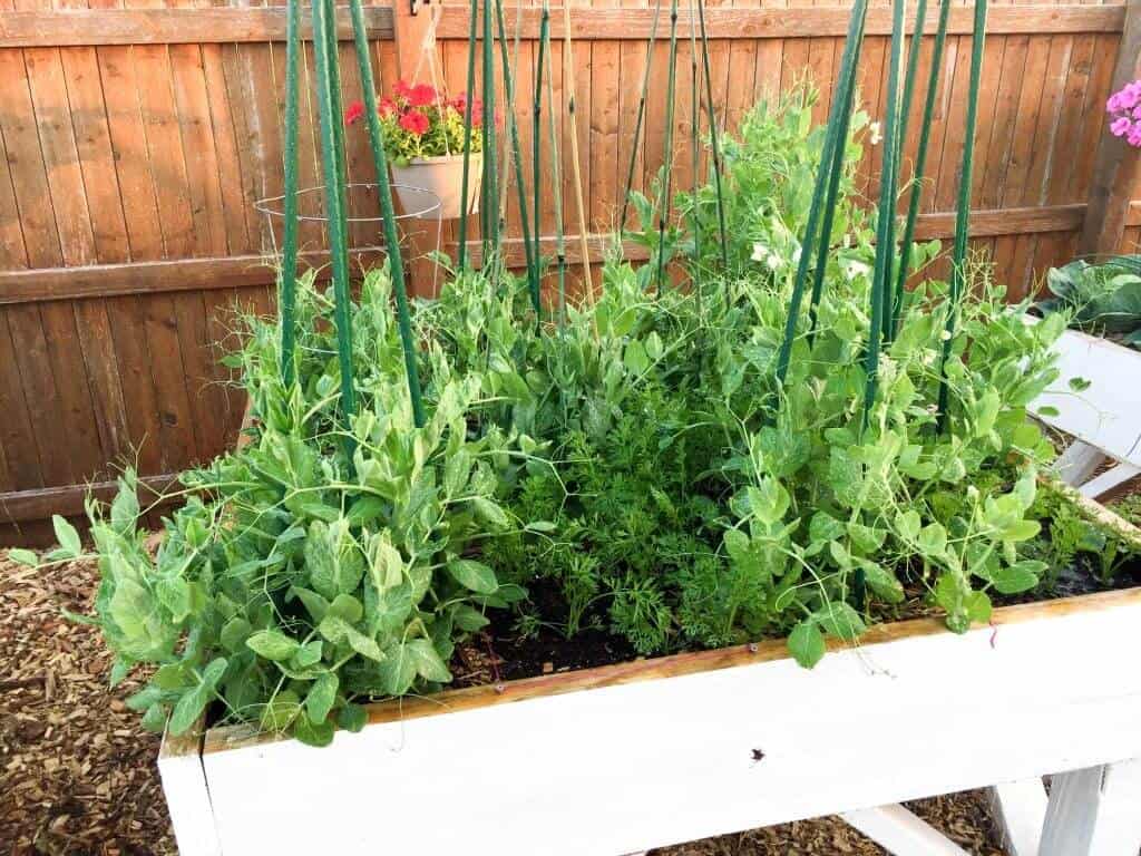 Peas in a checkered pattern