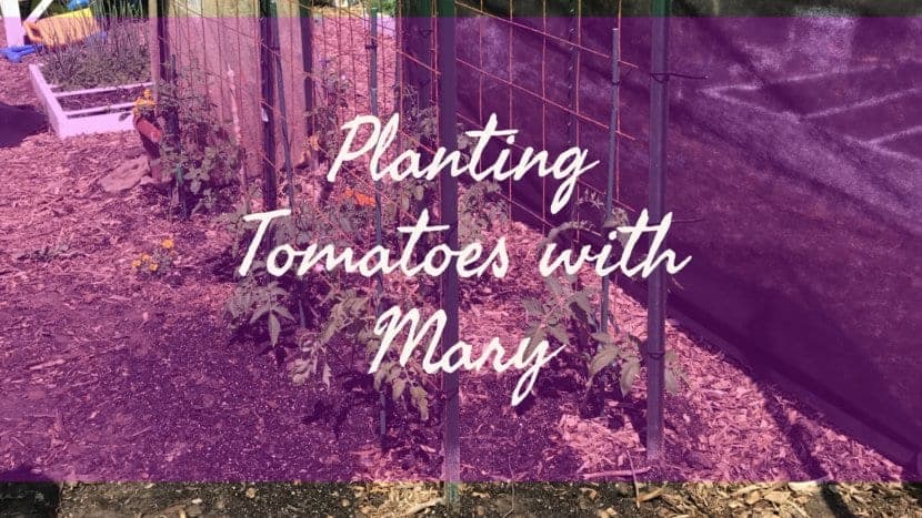 Planting Tomatoes