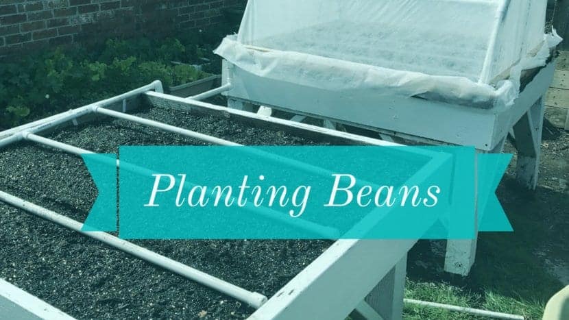Planting Beans