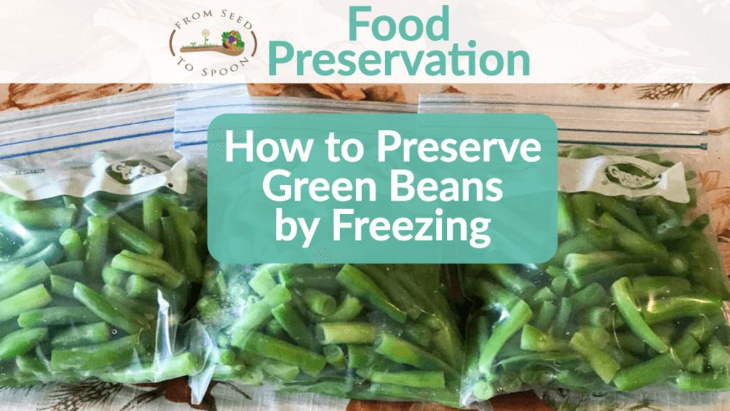 How to Freeze & Preserve Green Beans! From Seed to Spoon Vegetable