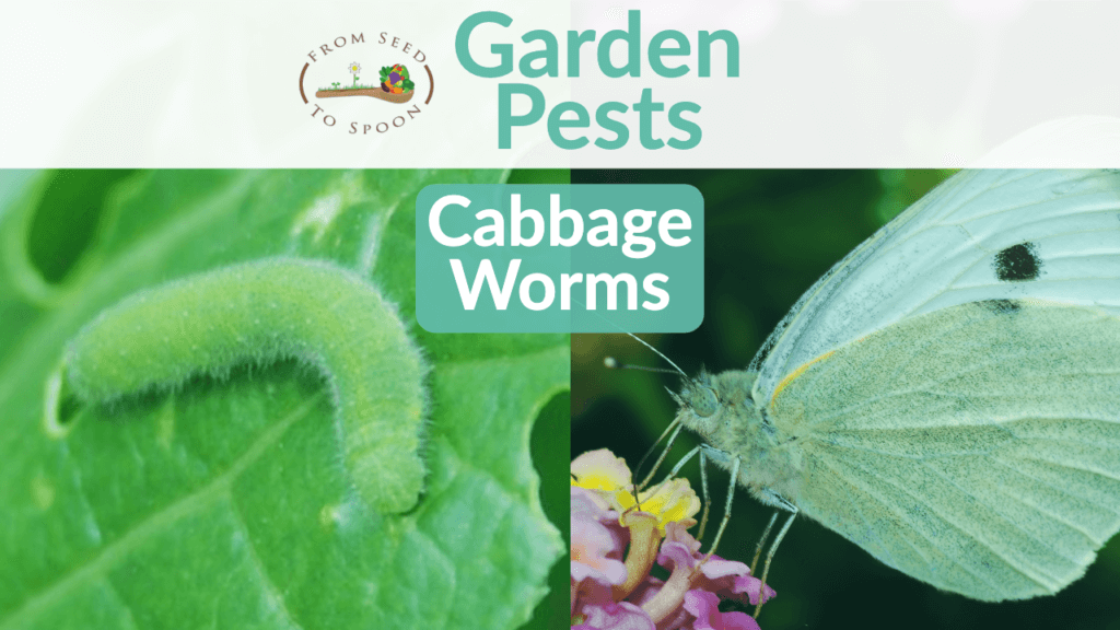 Cabbage worms blog post