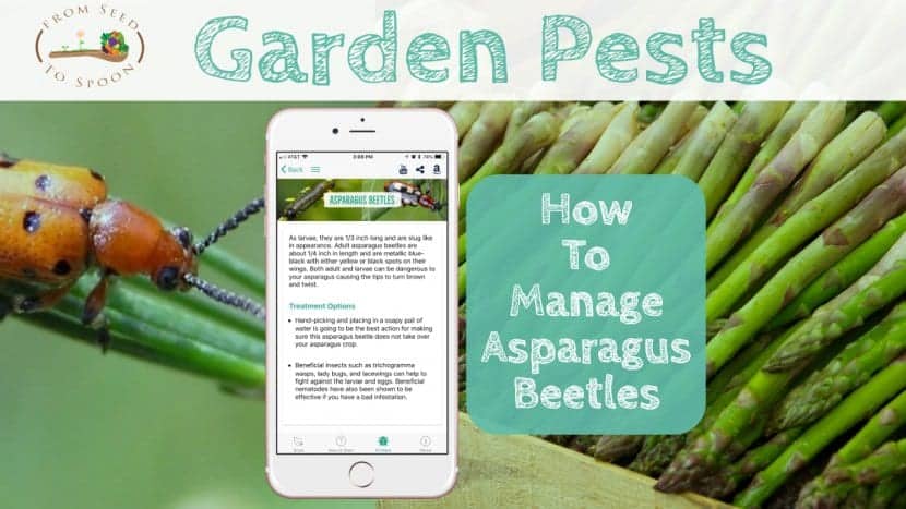 Asparagus Beetle blog post