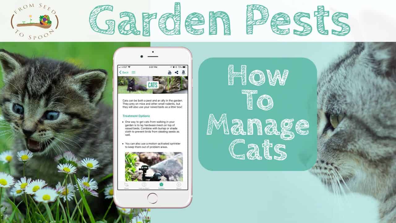 Garden Pests: How to Manage Cats in Your Garden – From Seed to Spoon  Vegetable Garden Planner Mobile App