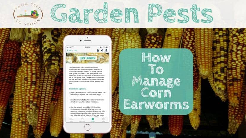 Corn Earworm blog post