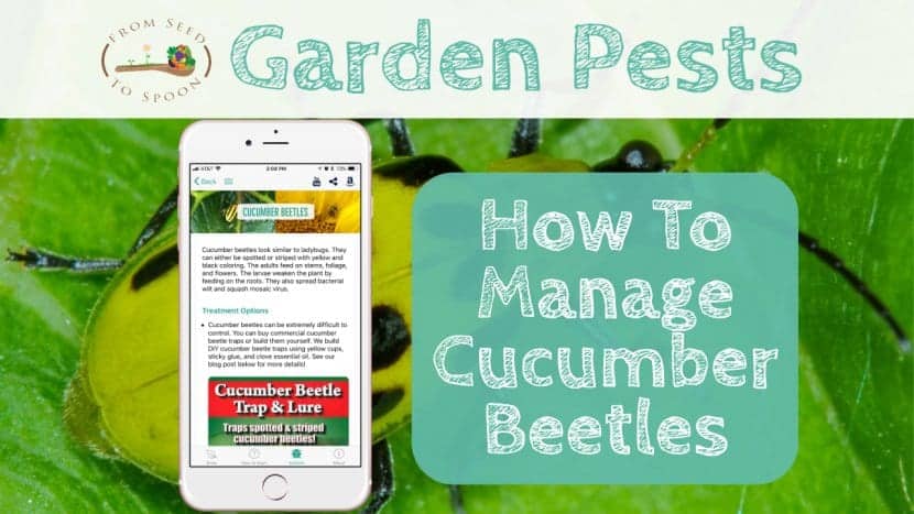 Cucumber Beetles blog post