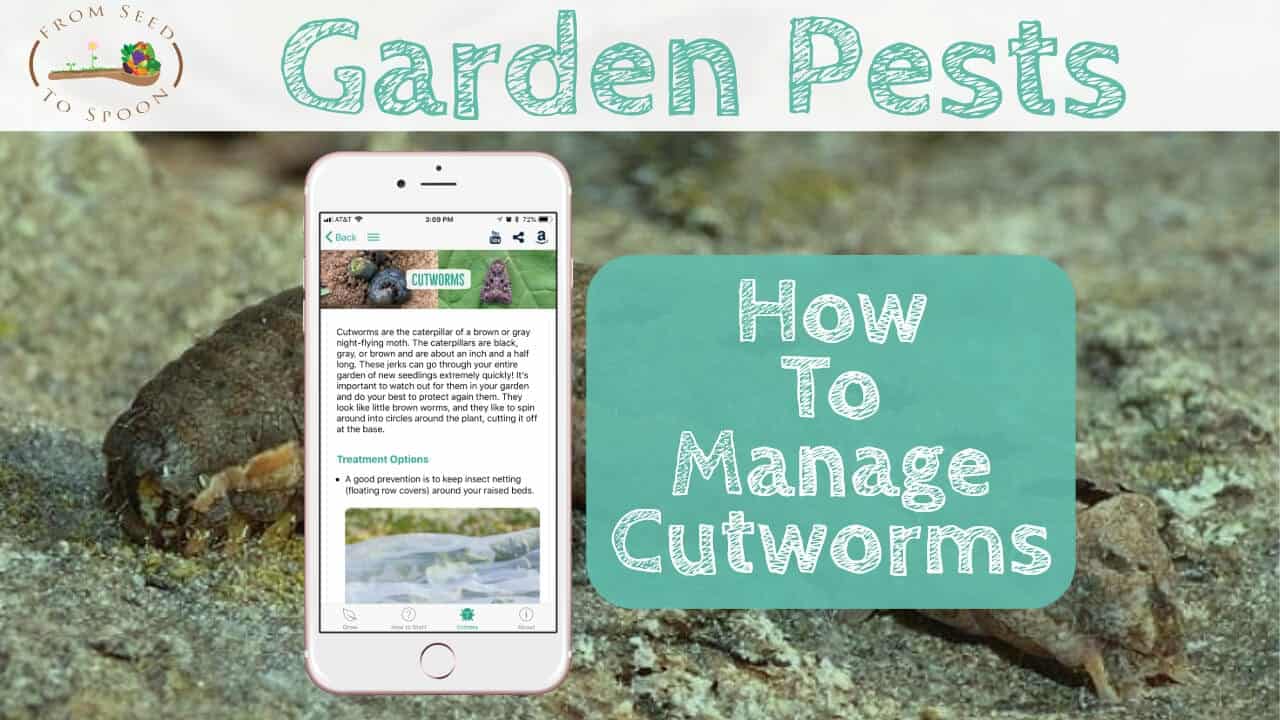 Cutworms blog post