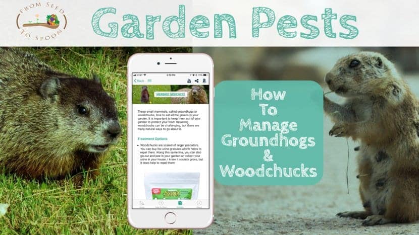 Groundhogs (Woodchucks) blog post