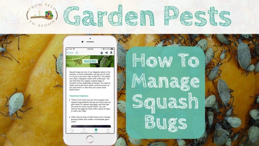 Squash Bugs blog post