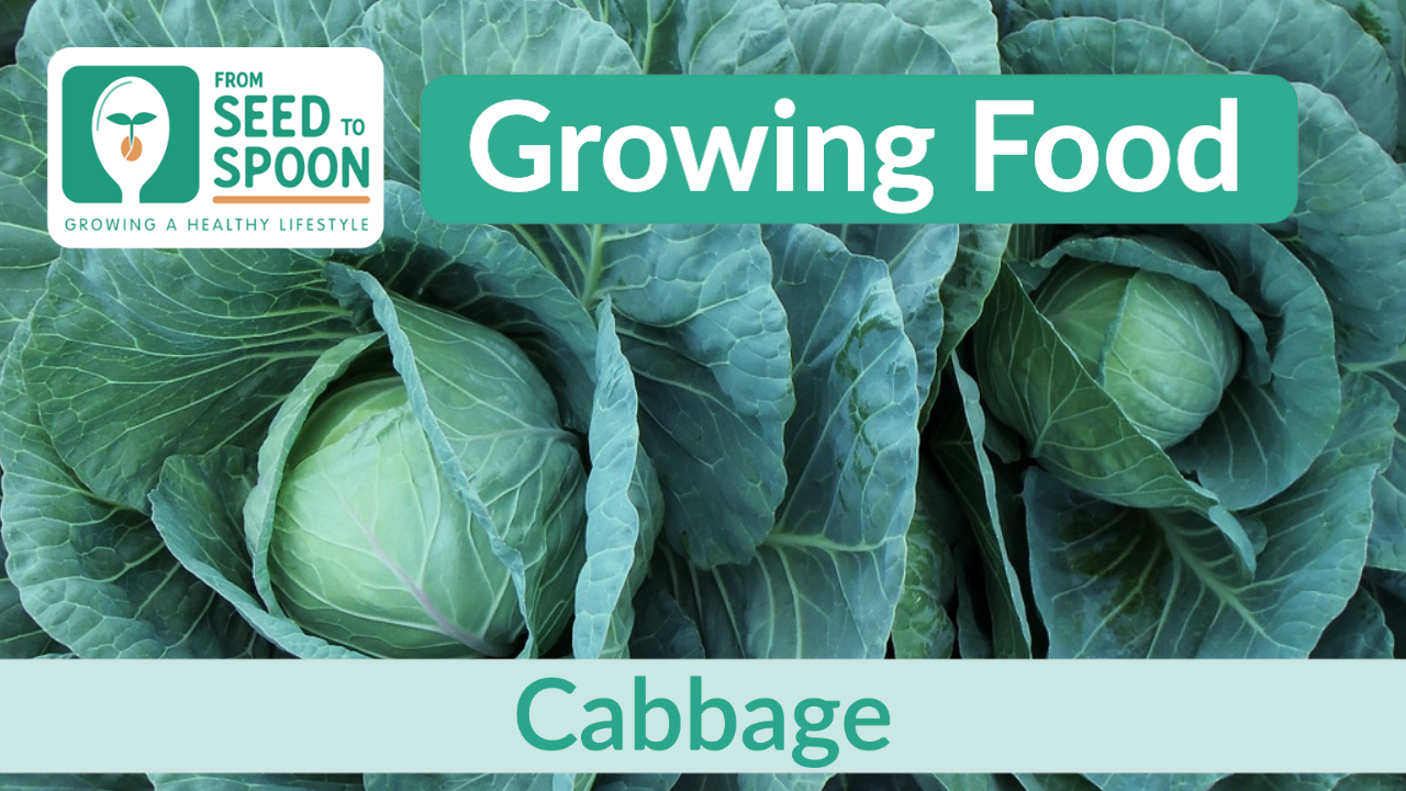 cabbage