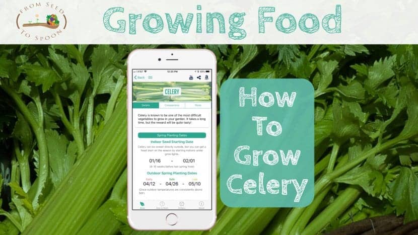 Celery blog post