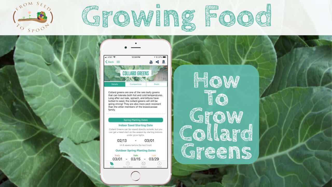 How to Grow & When to Plant Collard Greens in Your Backyard or