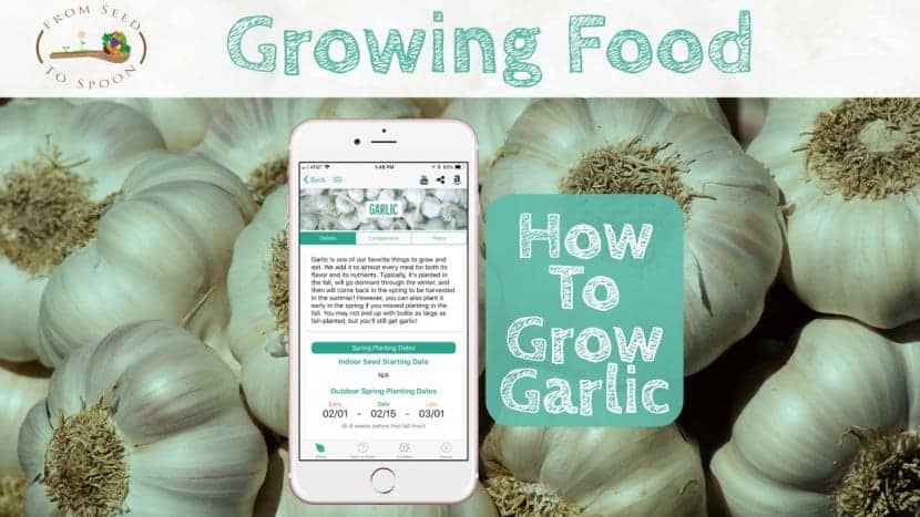 Garlic blog post