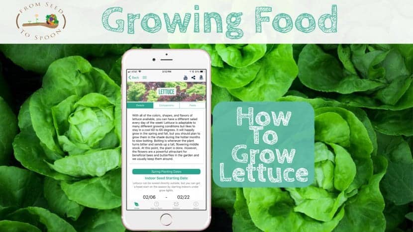 Lettuce blog post