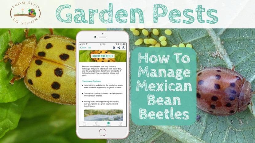Mexican Bean Beetles blog post