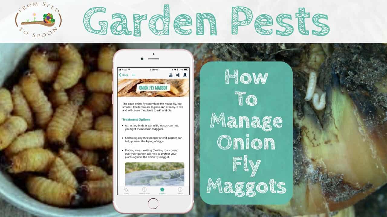 Onion Fly Maggots blog post