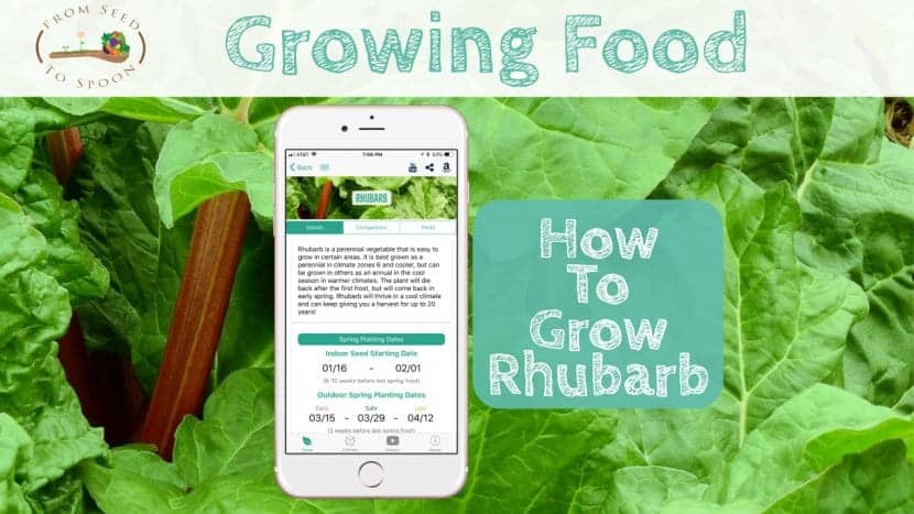 Rhubarb blog post