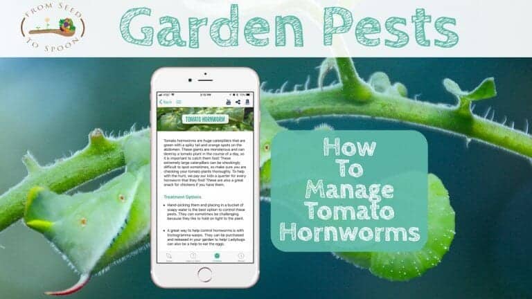 Tomato Hornworm blog post