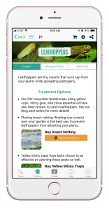 leafhopper