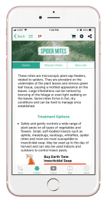 spider mites