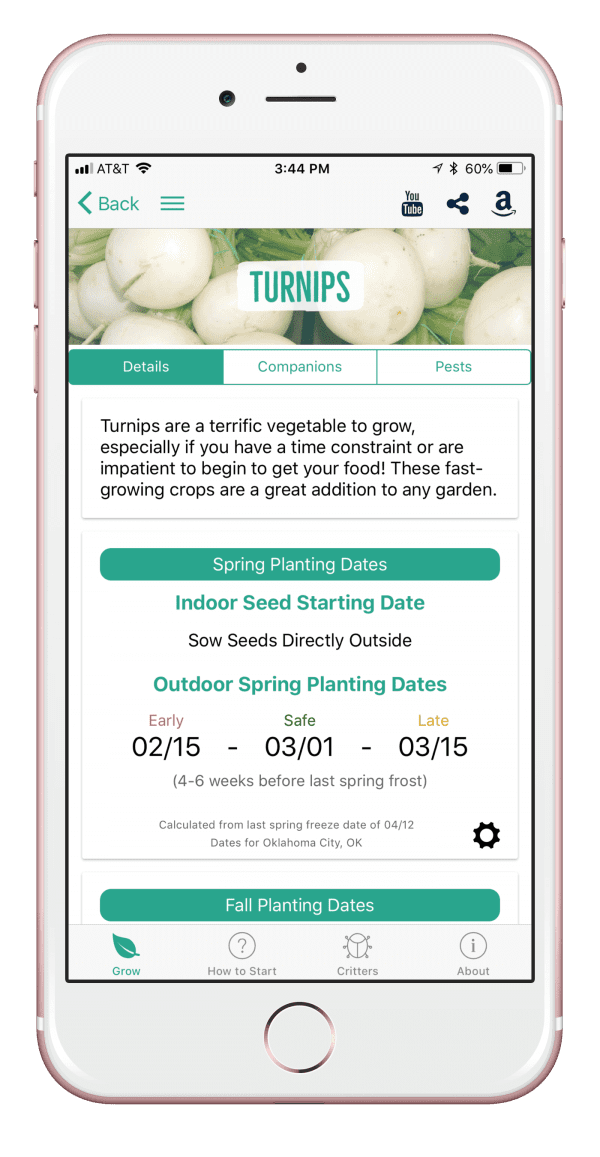 Turnips How to Grow and When to Plant in Your Backyard or Patio Garden