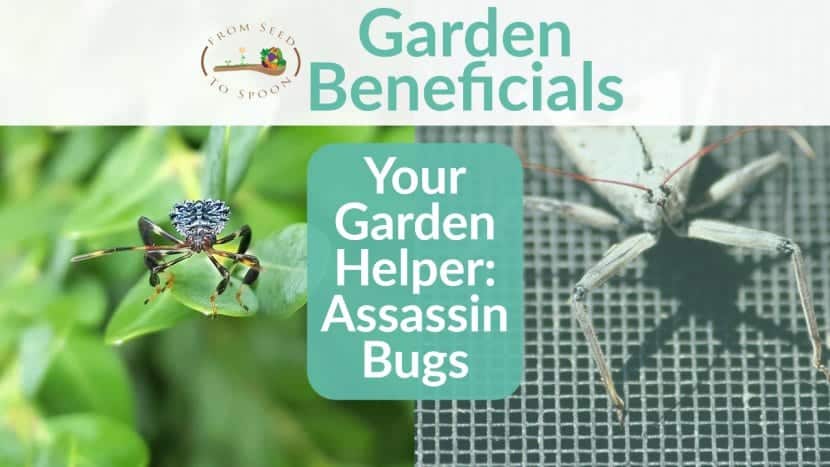 Assassin Bugs blog post