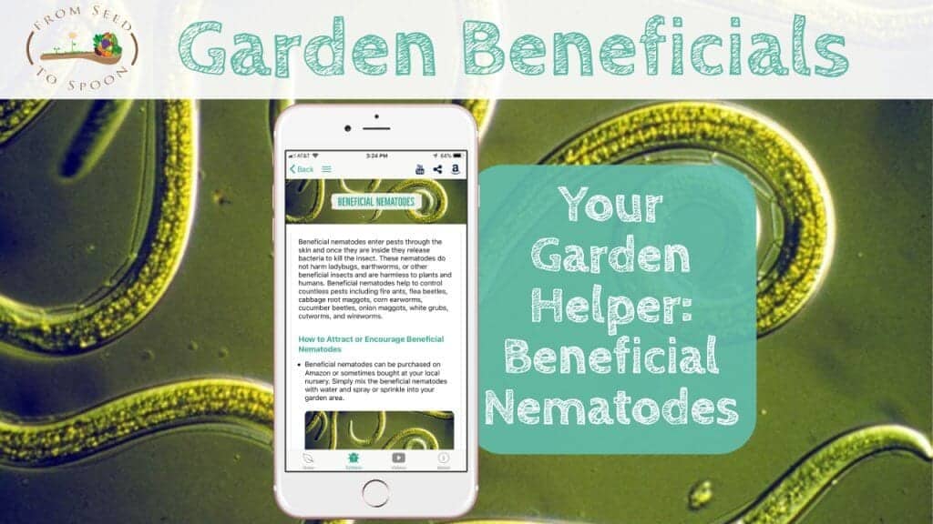 Beneficial Nematodes blog post