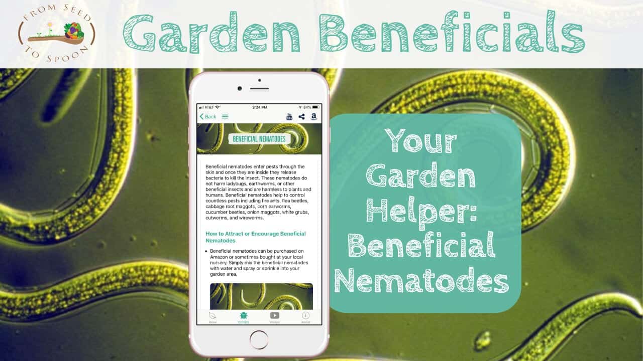 Beneficial Nematodes blog post