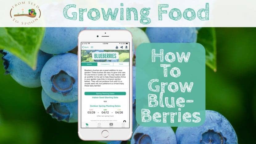 Blueberries blog post