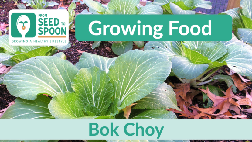 bok choy