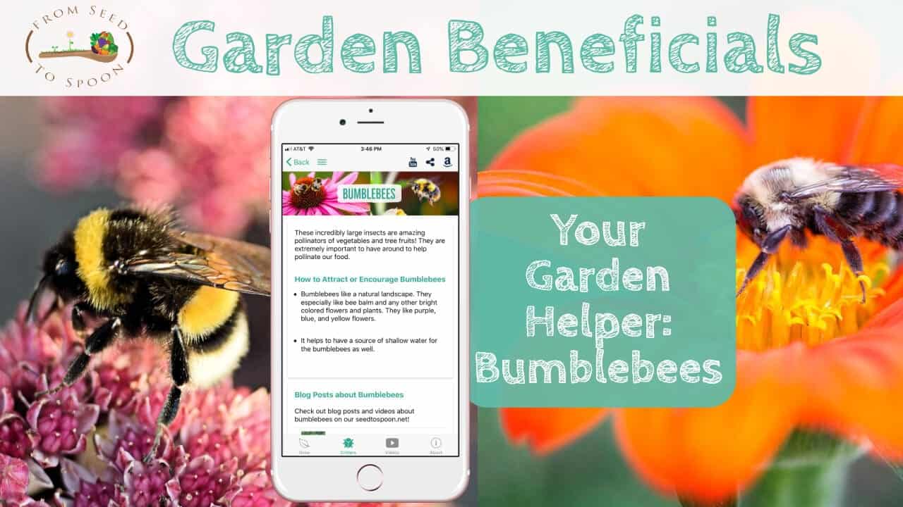 Bumblebees blog post