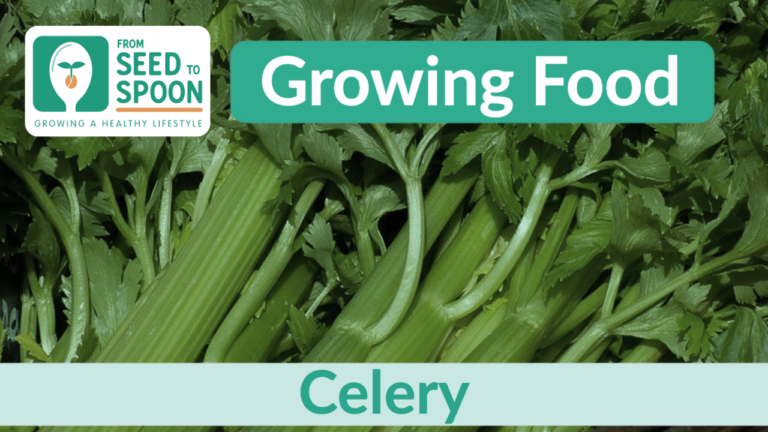 celery