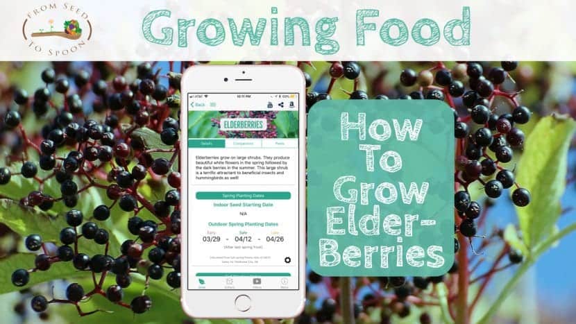 Elderberries blog post