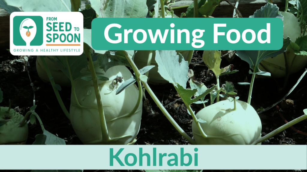 kohlrabi