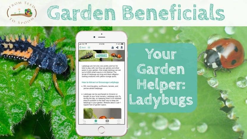 Ladybugs blog post