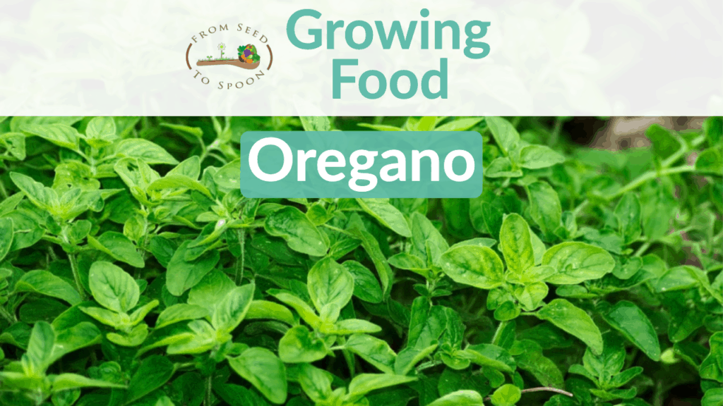 oregano