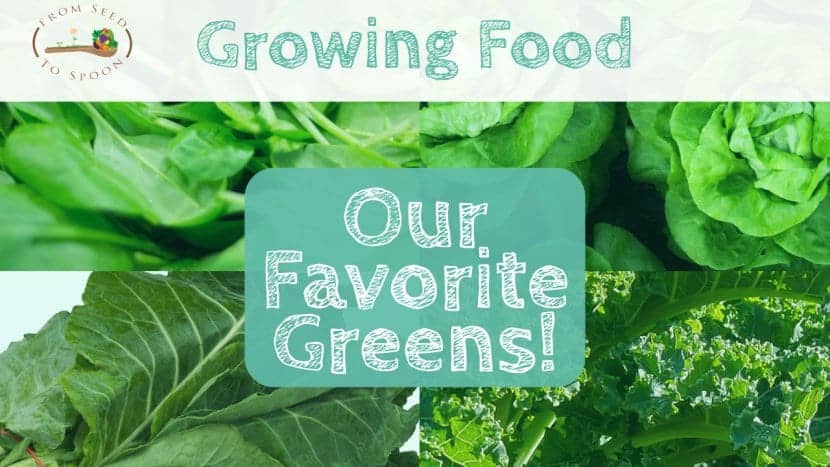 Our 5 Favorite Greens!
