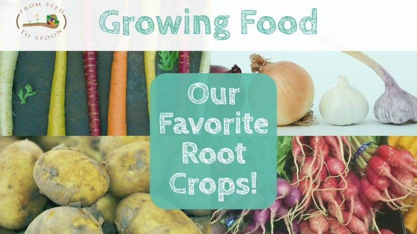 Our Favorite Root Crops!