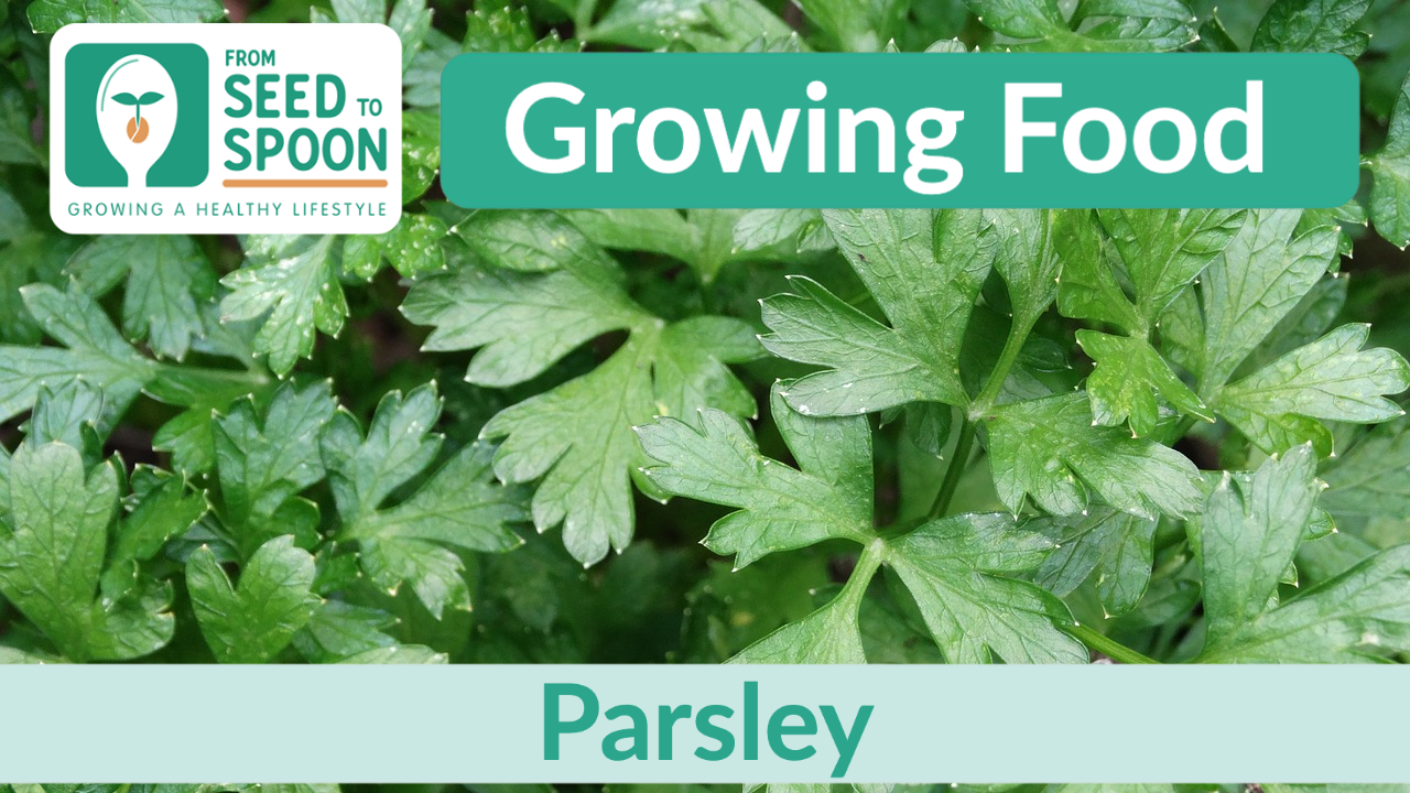 parsley