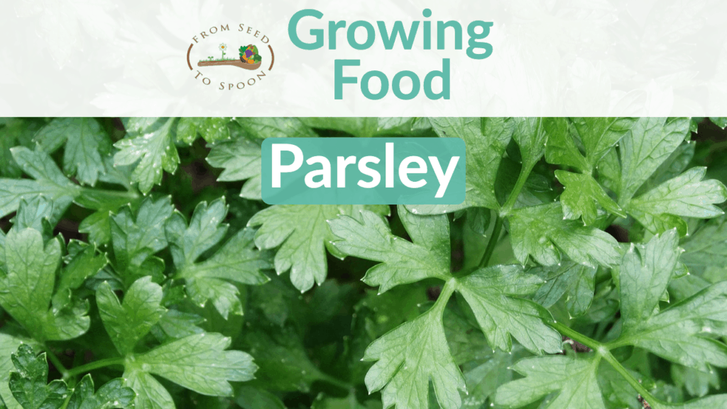 parsley