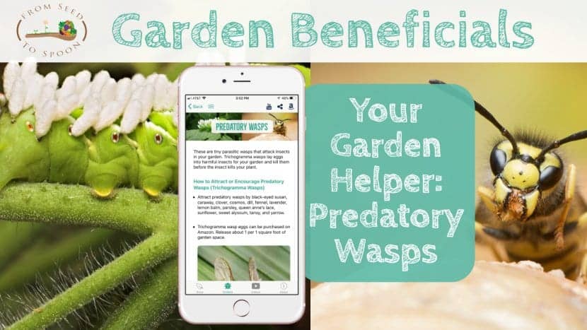 Predatory Wasps blog post