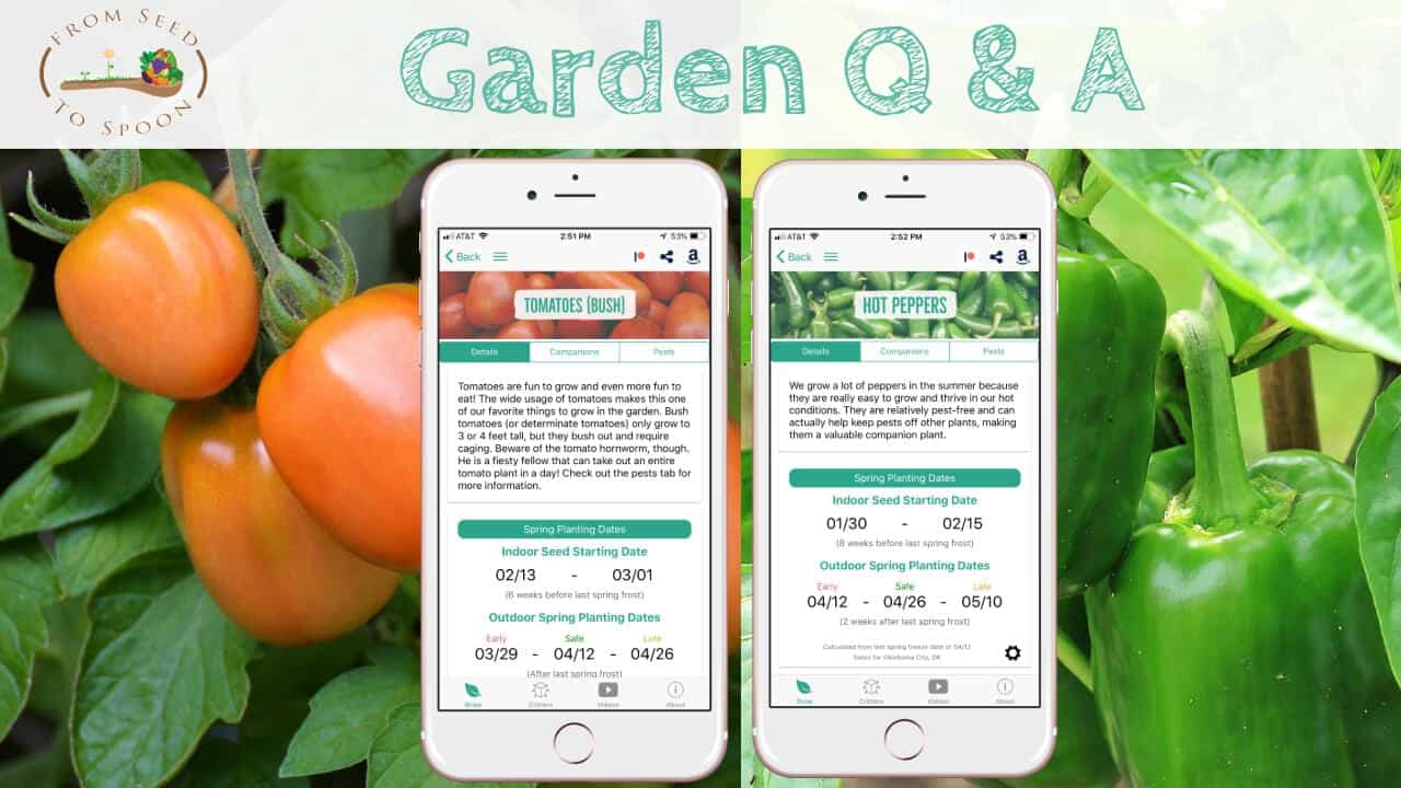 Q&A_ Tomato & Pepper plants