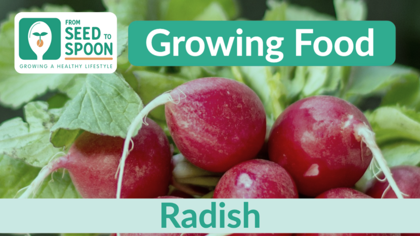 radish