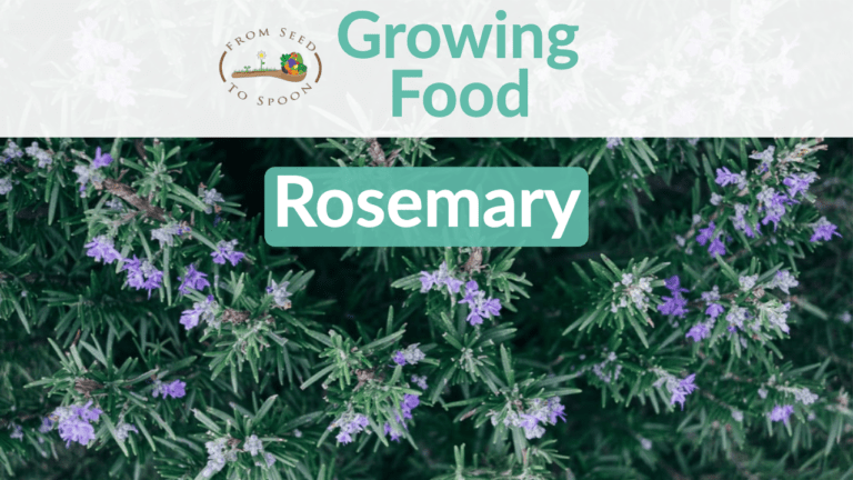 rosemary