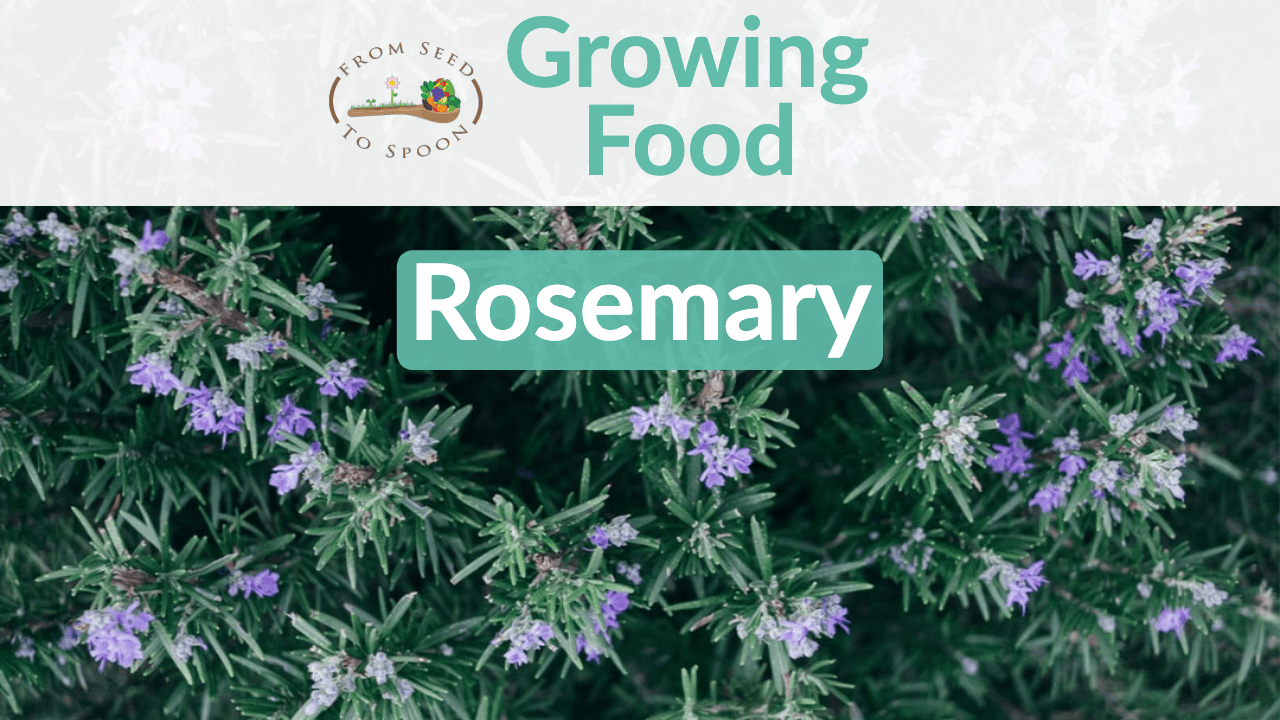 How to Grow Rosemary Plants  General Planting & Growing Tips