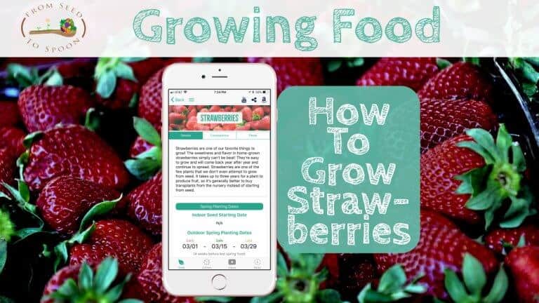 Strawberries blog post